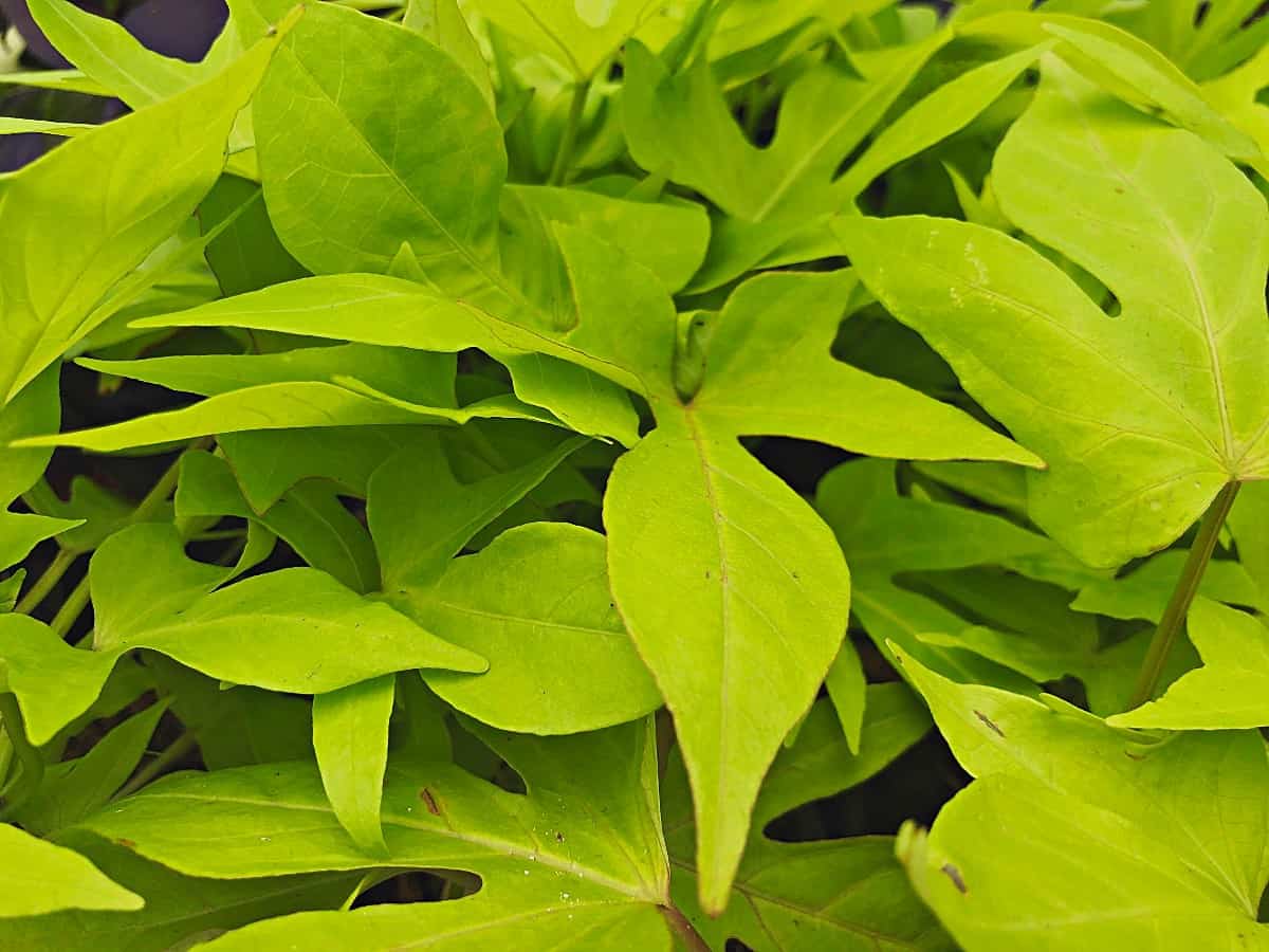The sweet potato vine offers low-growing, spreading foliage in the shade.