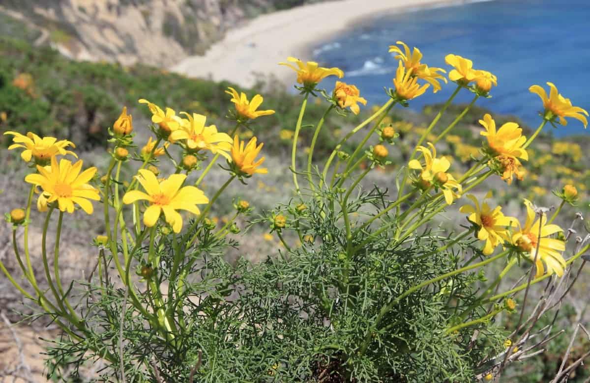 Tickseed is a hardy perennial flower.