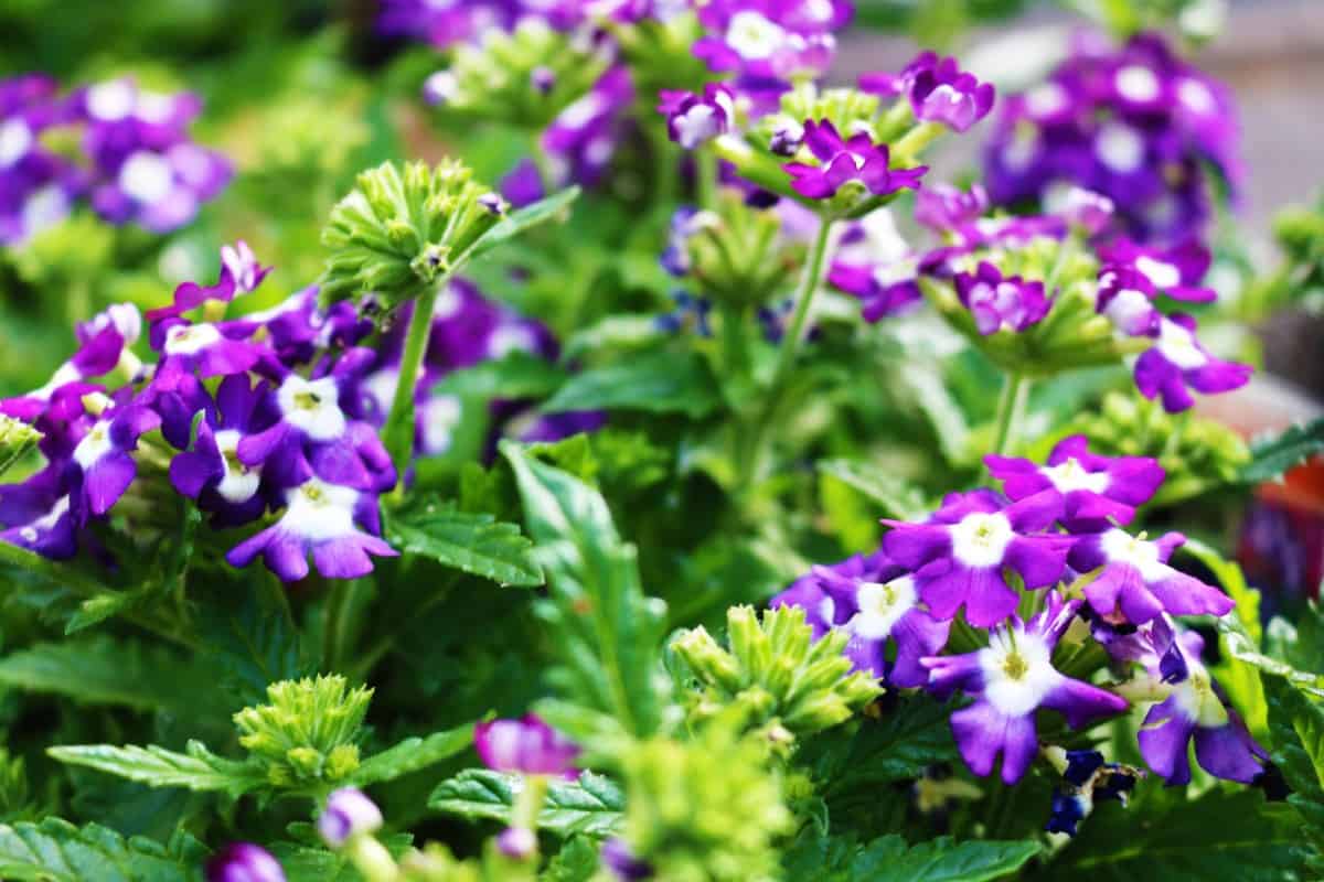 Verbena is an amazing addition to a window box because it cascades over the edges.