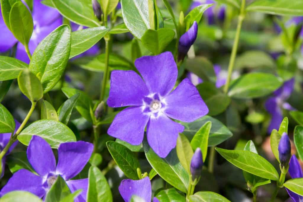 Vinca or periwinkle is a bright ground cover.