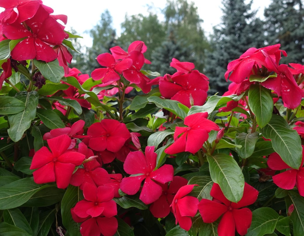 You can't get a better drought-tolerant plant for pots than vinca.