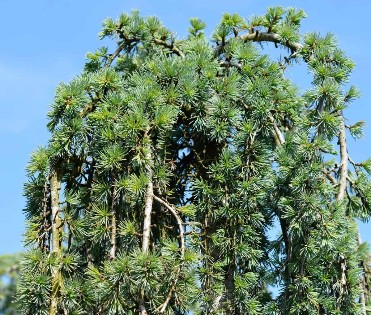 The weeping blue atlas cedar has attractive silvery-blue needles.