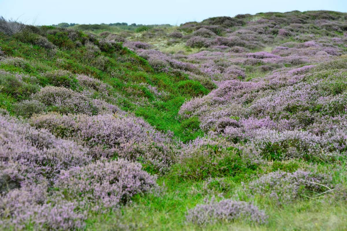 Winter heath is an evergreen shrub with extraordinary winter blooms.w