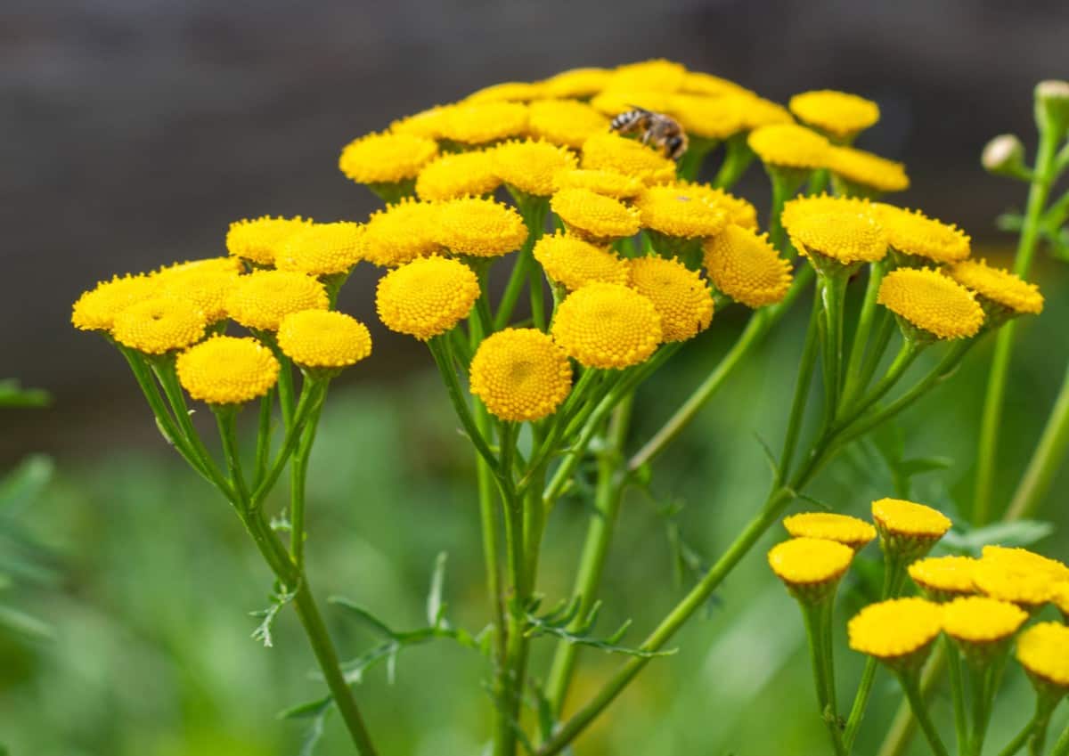 Yarrow is a popular, drought-tolerant garden perennial.