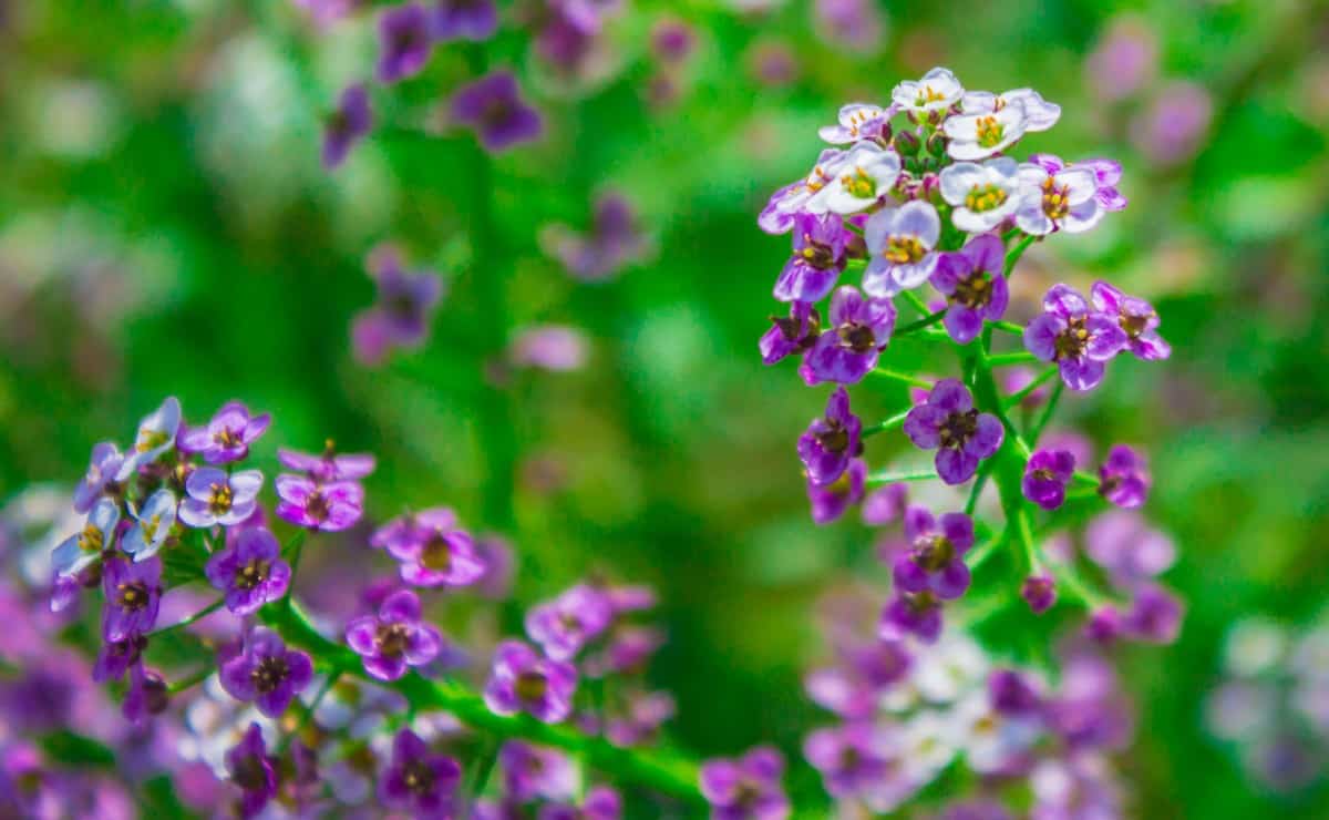 Yarrow is a low-maintenance flower.