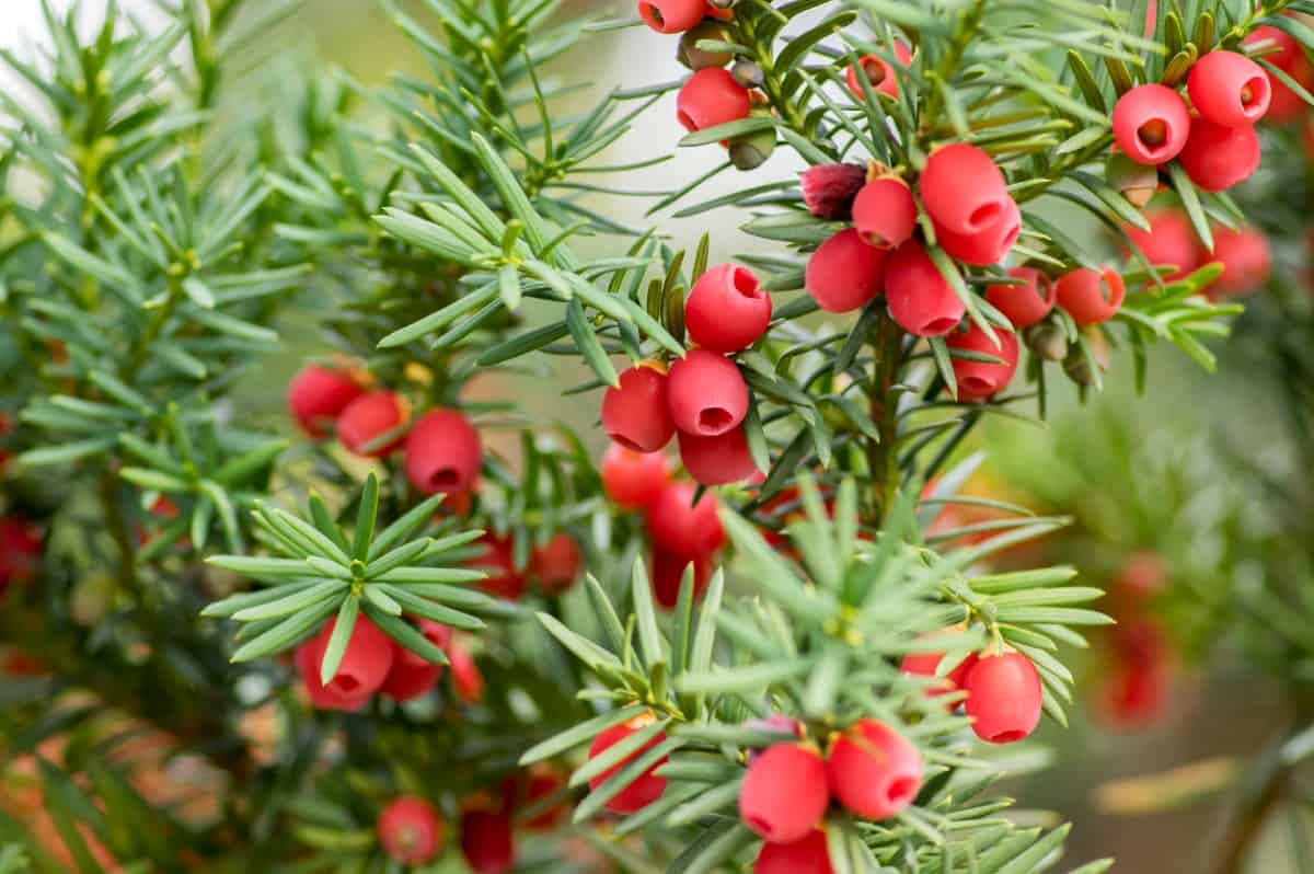 Yew is a slow-growing shrub that likes the sun.