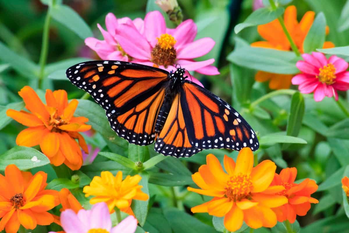 Zinnias are long-stemmed flowers in bright colors.