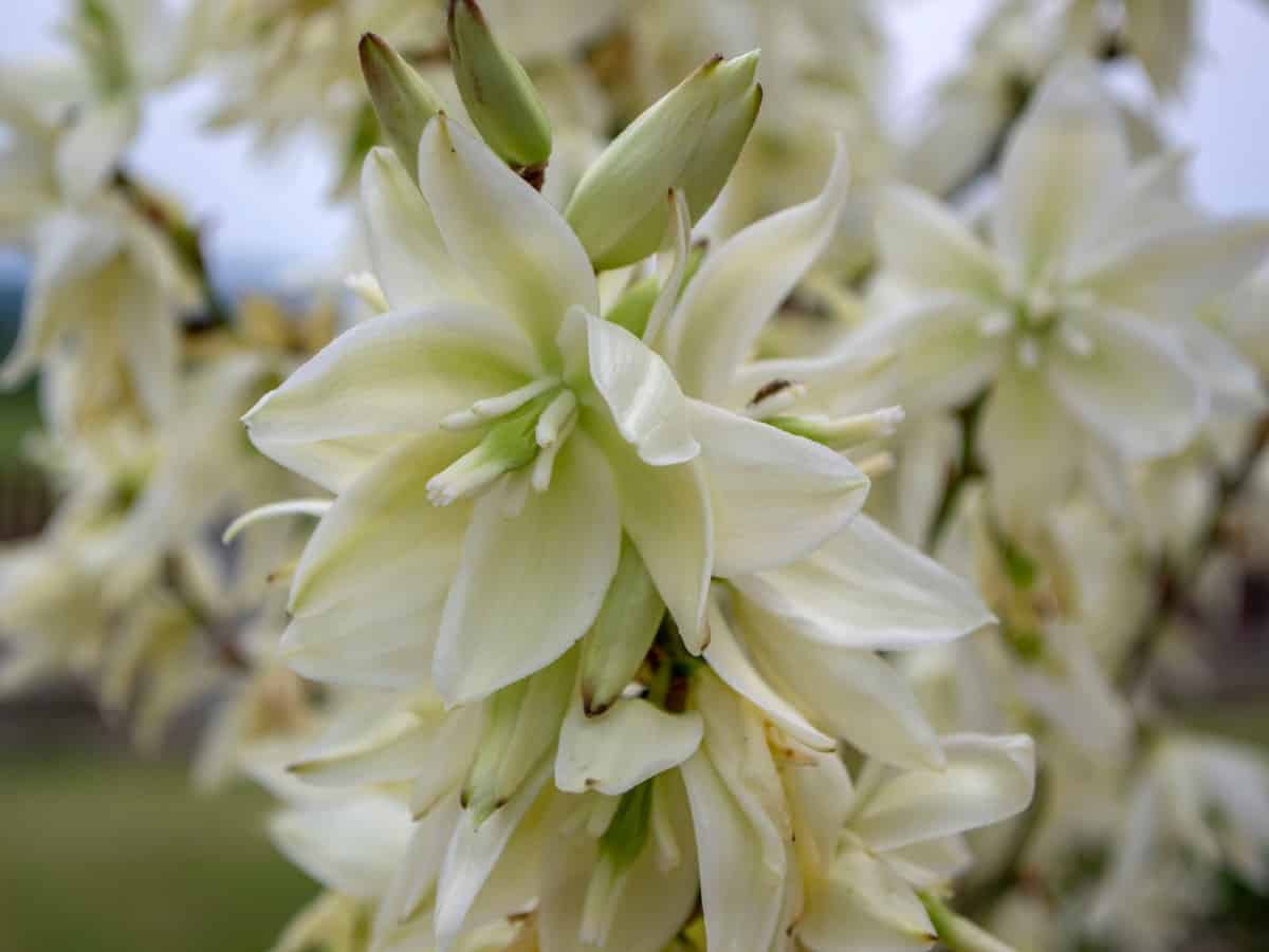 Adam's needle is a succulent with attractive flowers.