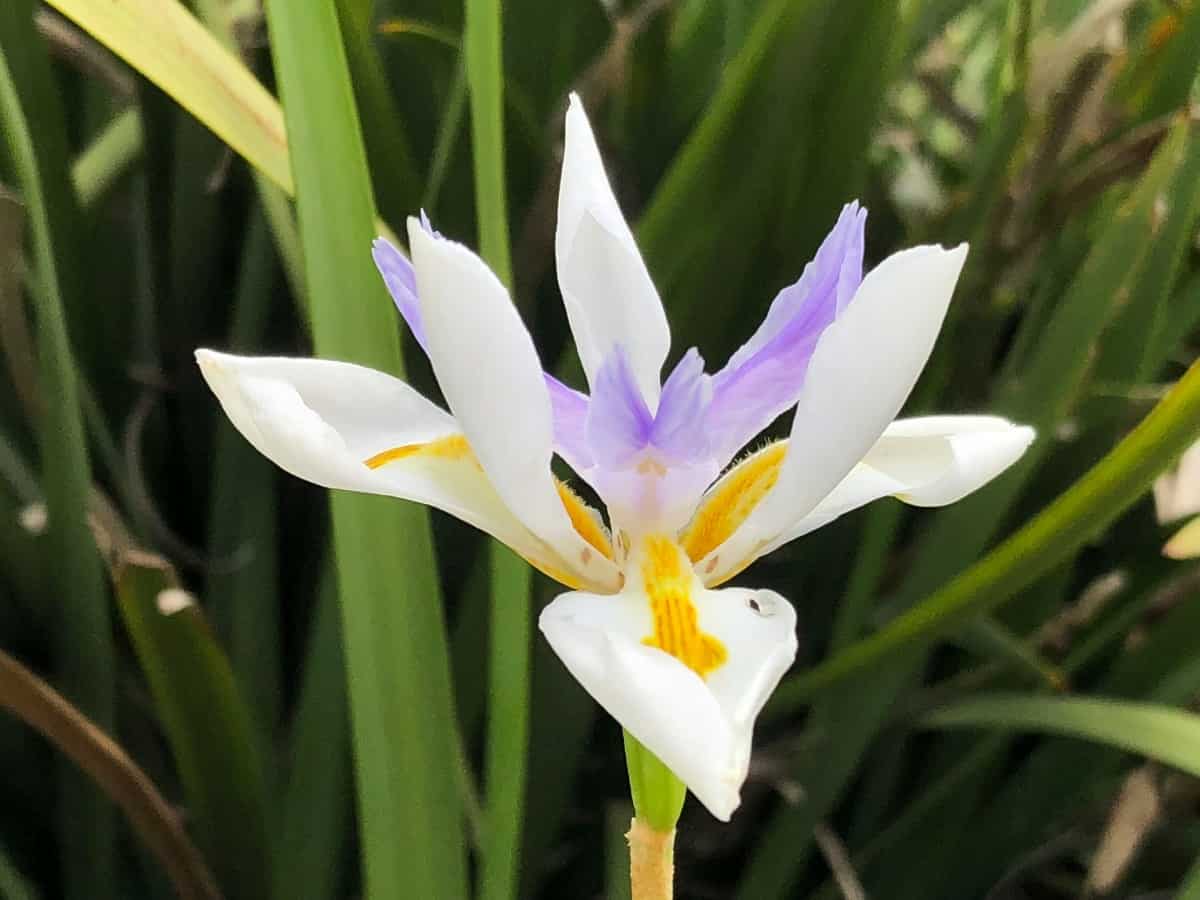 The African iris is a long-blooming tropical perennial.