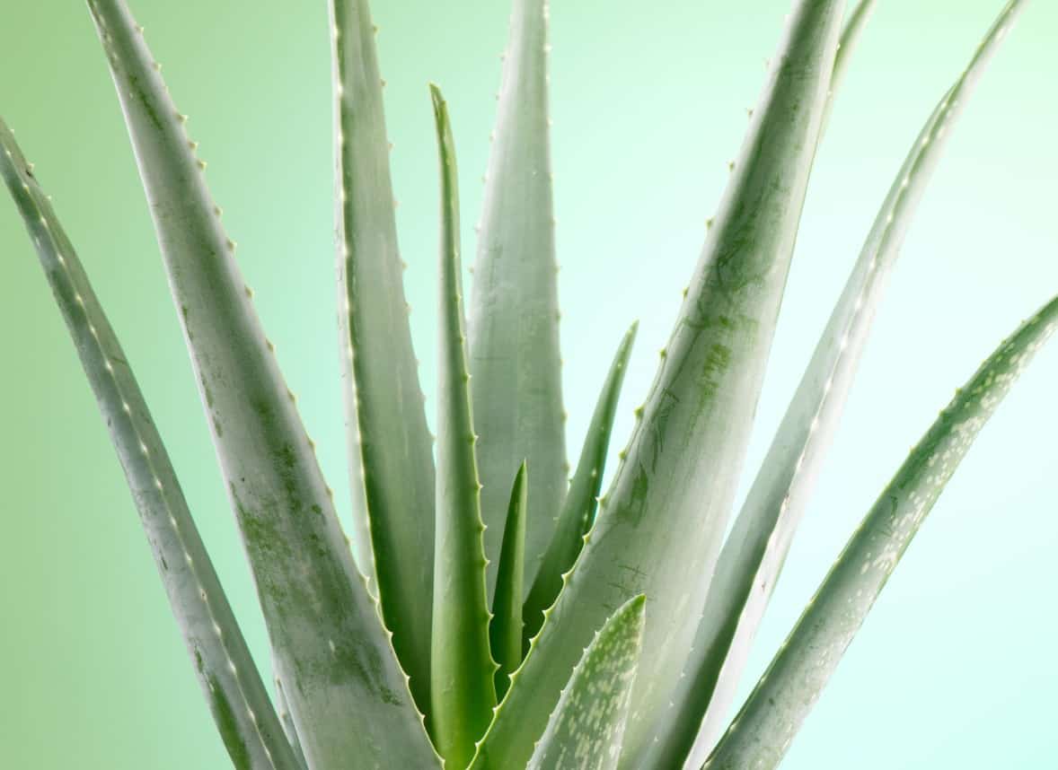 Snip off a leaf of the aloe vera to apply to a burn or cut.