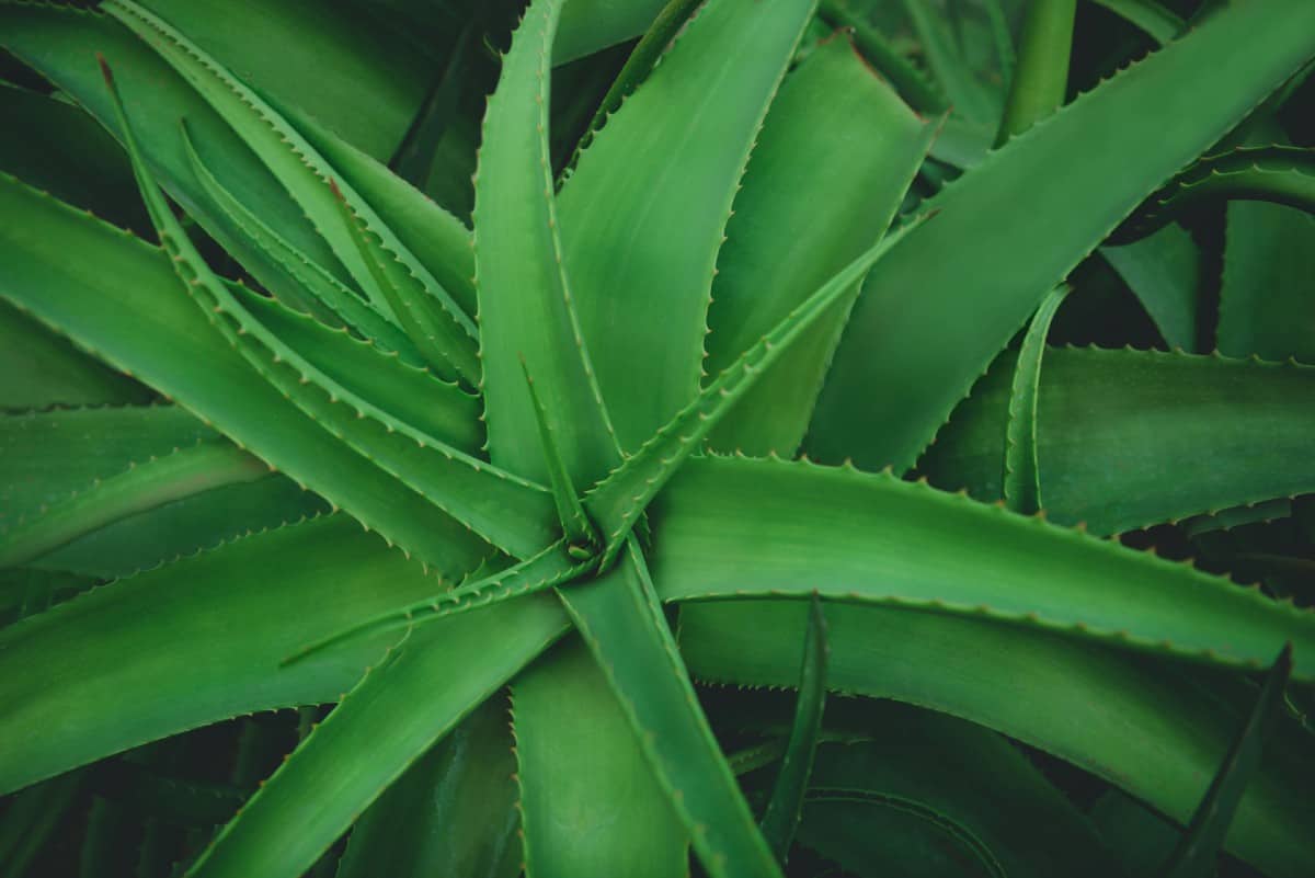 Aloe vera is a spiny succulent with healing properties.