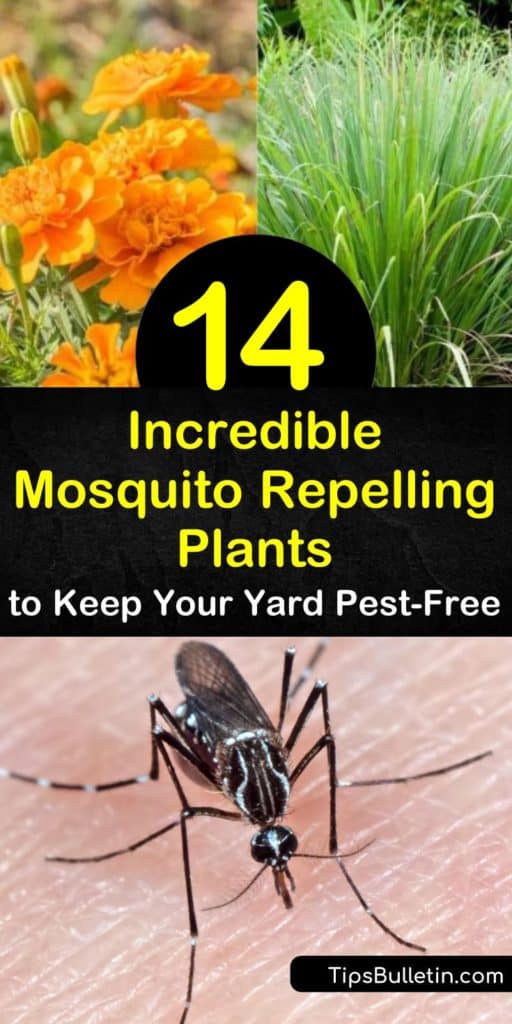 Come see how to keep mosquitoes away using essential oils from plants as a natural insect repellent. Say goodbye to DEET and other toxic chemicals by using marigolds, catnip, and geraniums as mosquito repelling plants. #mosquito #repelling #plants #mosquitoes #repelmosquitoes