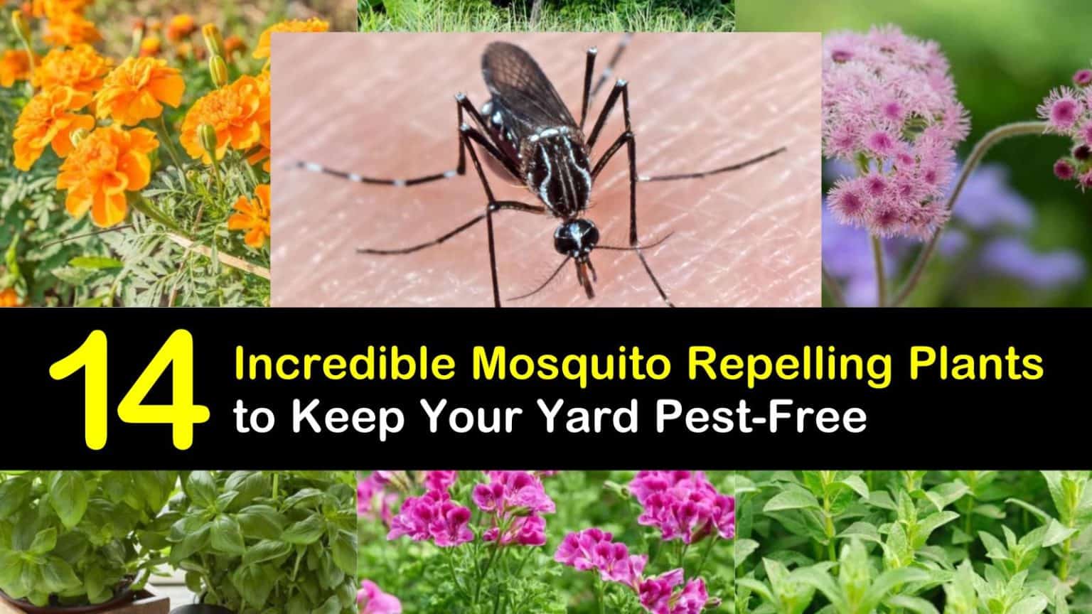 14 Incredible Mosquito Repelling Plants to Keep Your Yard PestFree