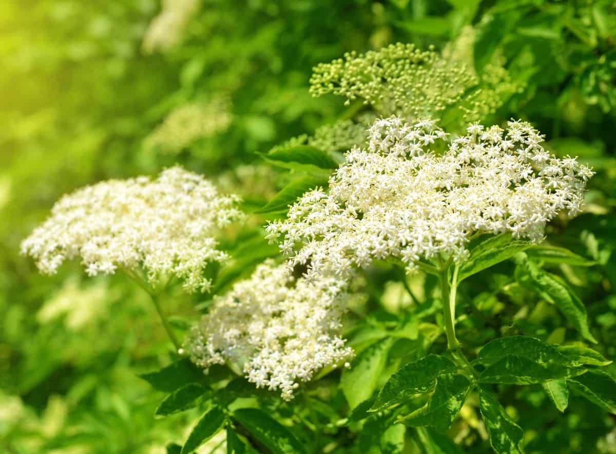 Elderberry is an easy-to-grow perennial plant.