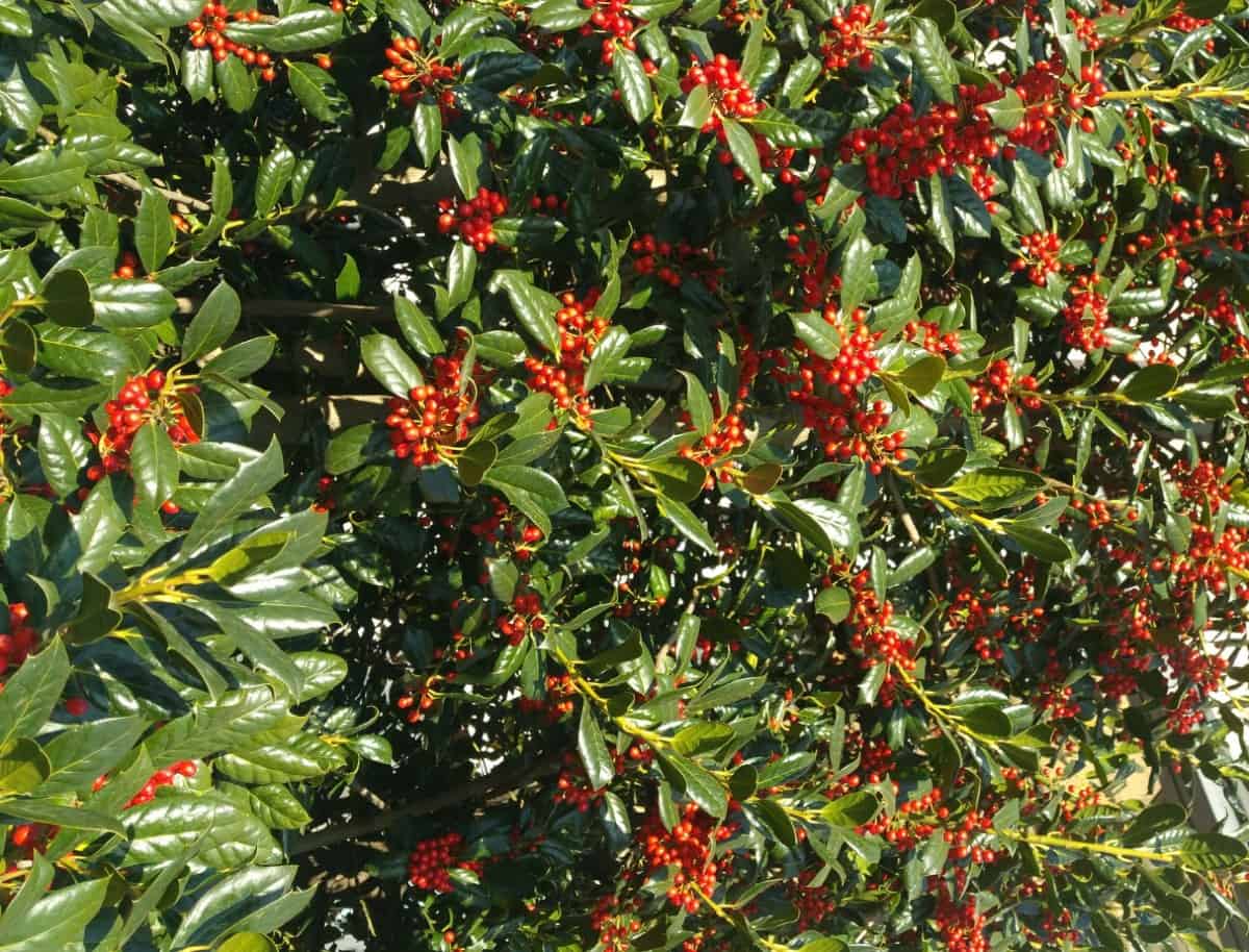 The American holly bush offers year-round interest.