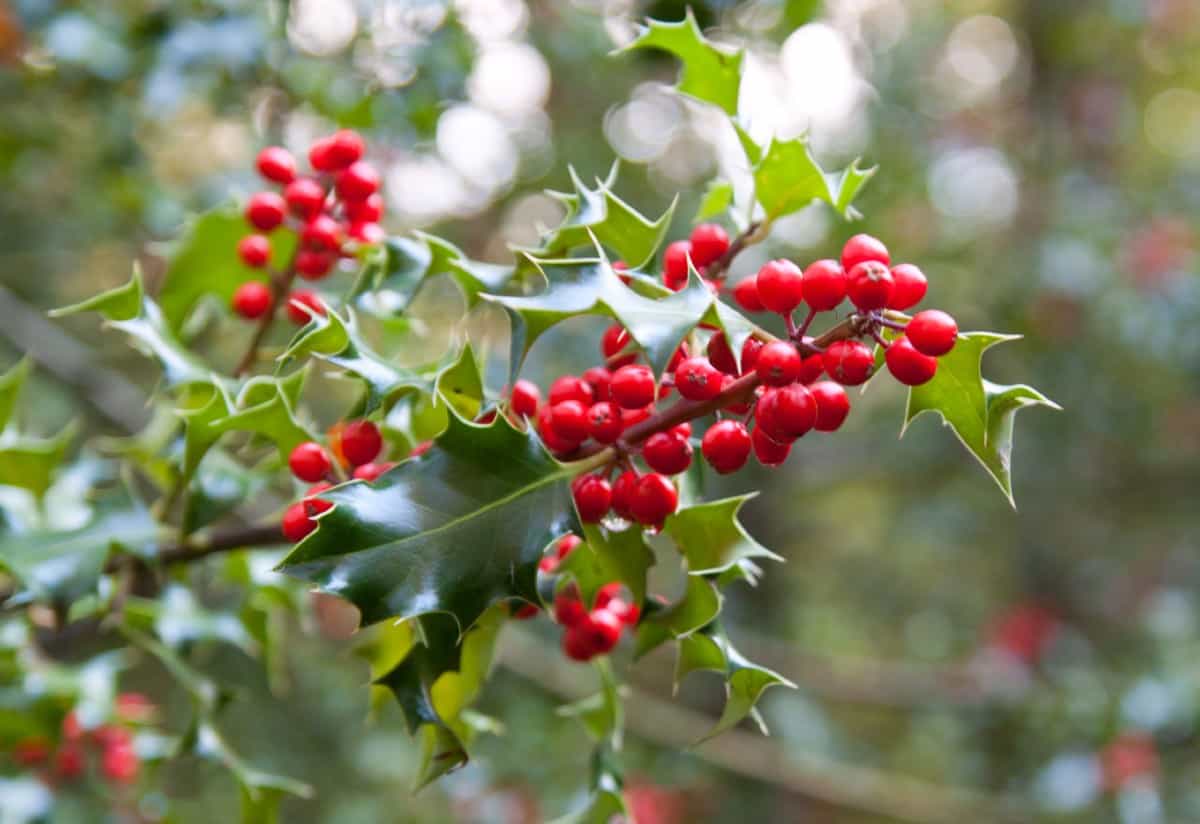 The American holly keeps its bright colors all year.