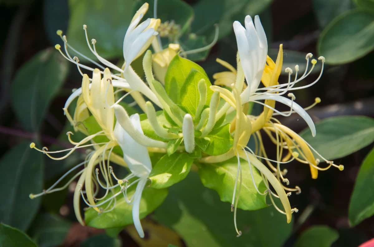 Amur honeysuckle can grow up to 15 feet in a season.