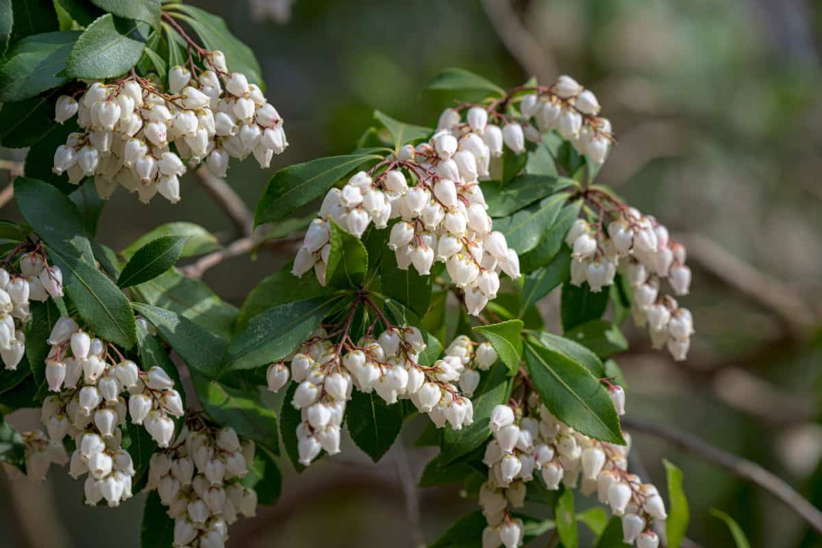 Andromeda is an evergreen with lovely bell-shaped flowers.