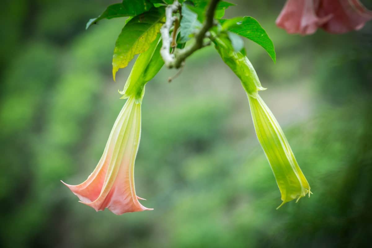 The big flowers of the angel's trumpet need a lot of water.