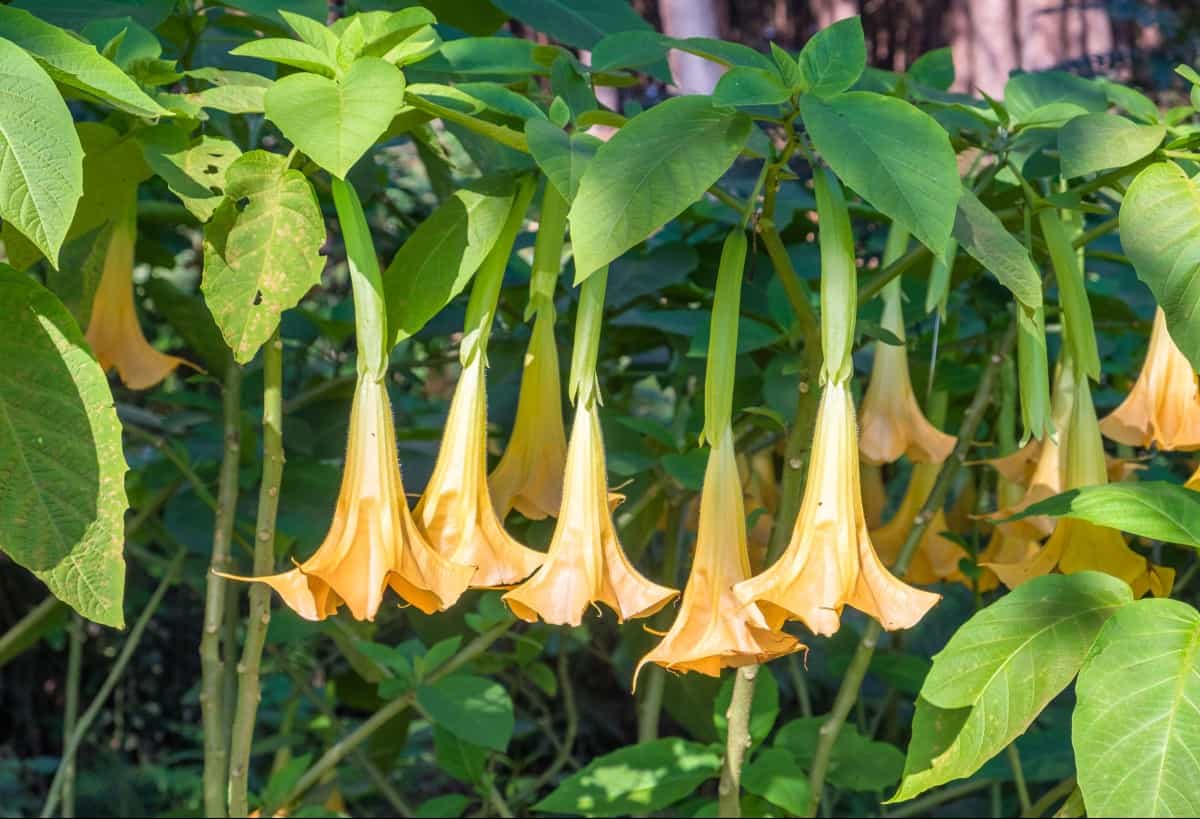 Angel's trumpet has a delightful fragrance when the flowers open at dark.