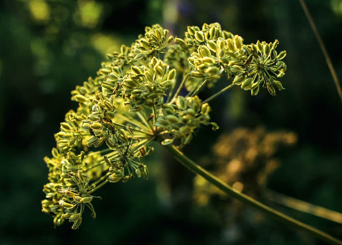 Anise is a summer herb that repels insects.