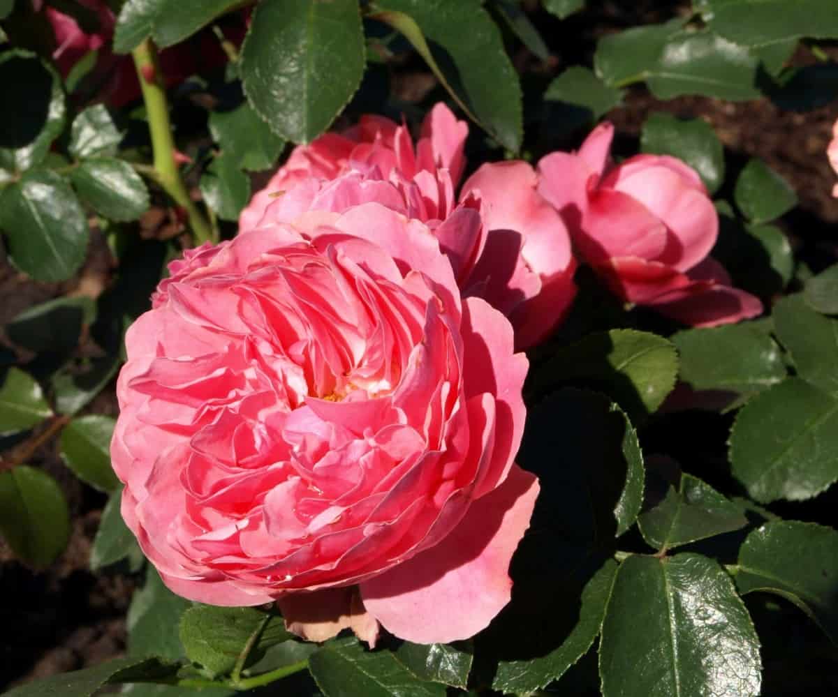 Anne Boleyn is an English shrub rose with pink flowers.