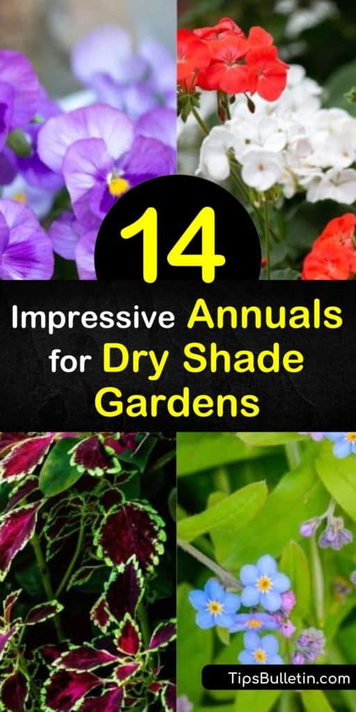 Discover how to grow beautiful annuals in a dry shade garden, whether it is part shade or full shade. Plant fuchsia in hanging baskets and geranium, lobelia, torenia, coleus, and New Guinea impatiens in a garden setting for early summer color. #dryshadeannuals #annuals #dry #shade