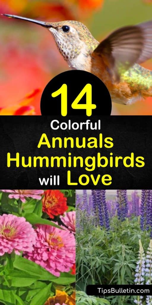 Attract hummers to your yard by creating a hummingbird oasis. Use a variety of red flowers, along with other bright colors, to attract the tiny birds. Petunias, Lantana, Columbine, and Impatiens offer the bright colors hummingbirds love. #hummingbirds #garden #attracthummingbirds