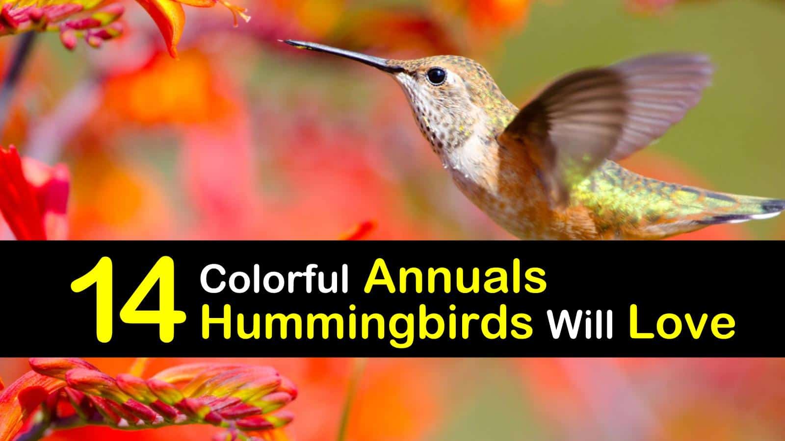 14 Colorful Annuals Hummingbirds Will Love