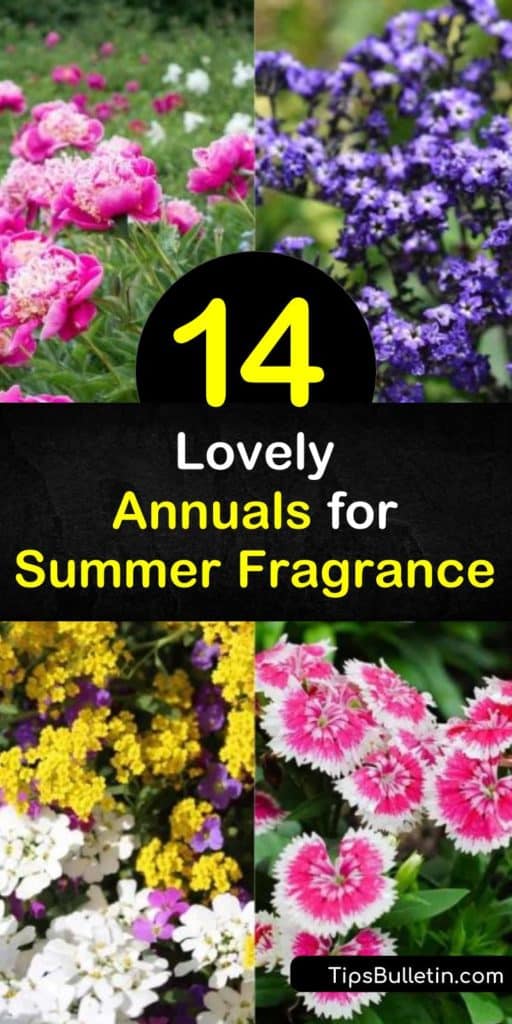 Learn how you can use fragrant annuals, such as Sweet Peas, Heliotrope, and Nicotiana to fill your yard with a sweet scent until late summer or early fall. Learn where to plant them and how to cut flowers to bring the scent of summer indoors. #annuals #fragrantplants #bestannuals