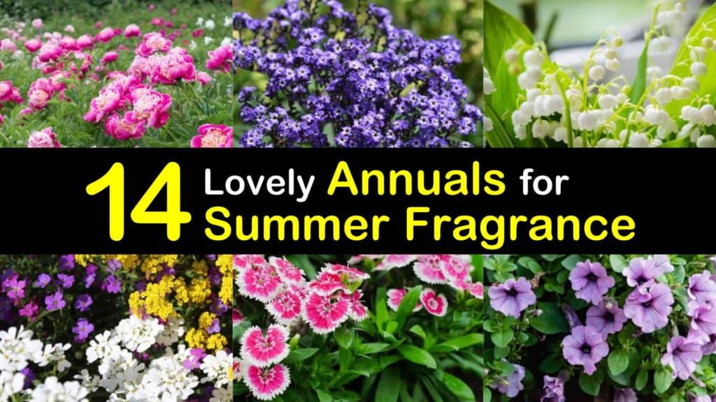Annuals for Summer Fragrance titleimg1