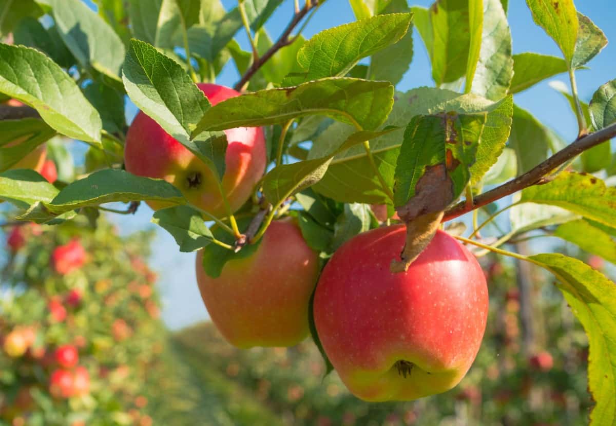 Apple trees are the most common fruit trees grown at home.