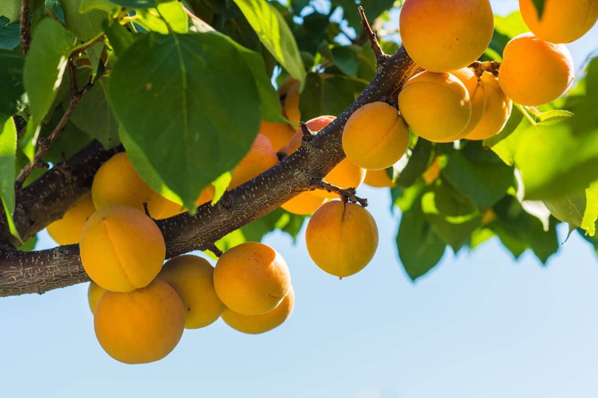 Apricot is an easy to grow fruit tree particularly suited for the western U.S.