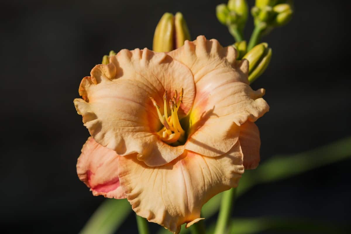 For a relatively pest-free daylily, plant Apricot Sparkles.