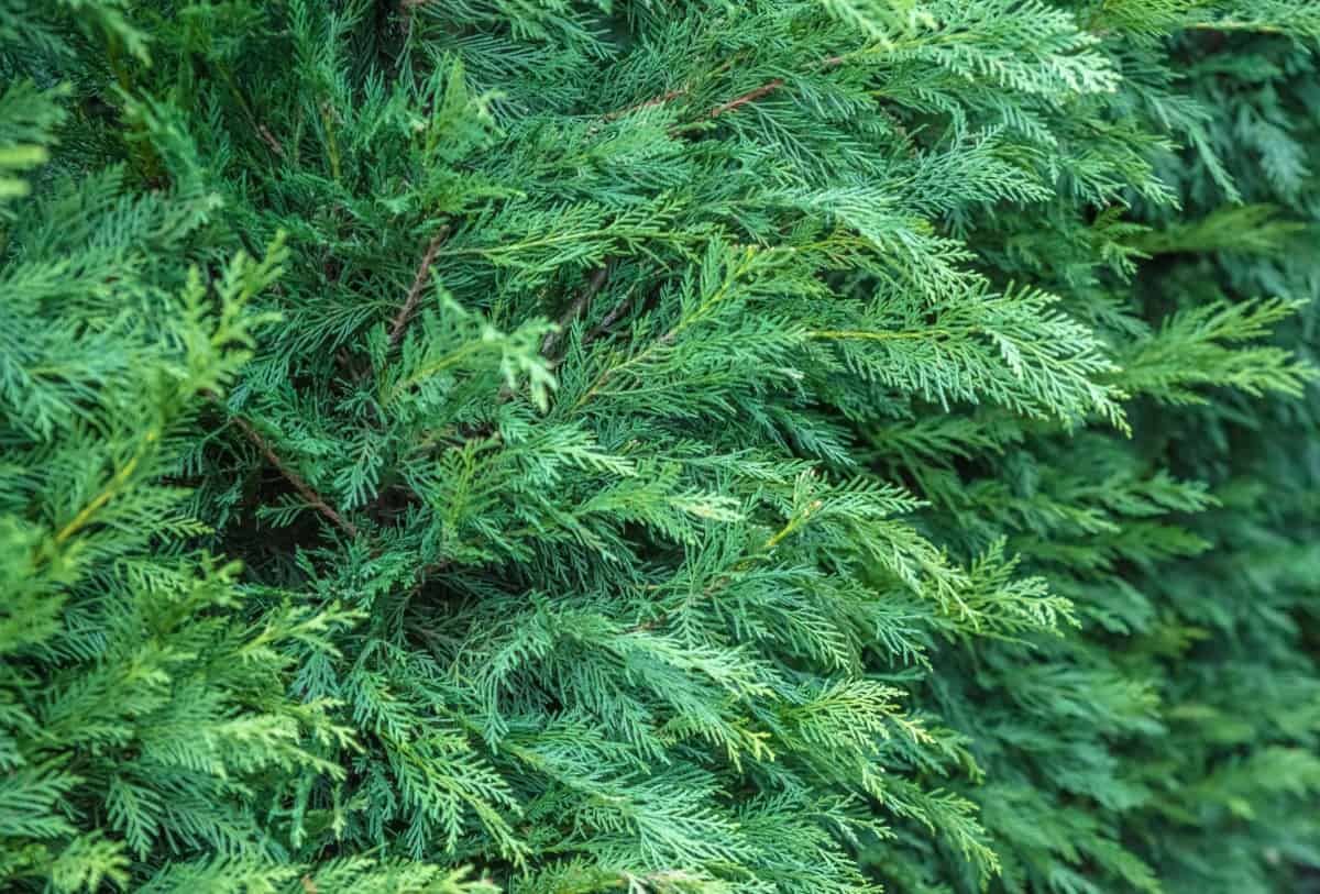 Arborvitae makes an excellent natural privacy fence around the pool.