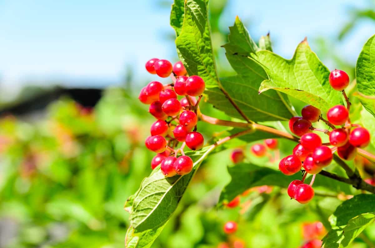 Arrowwood viburnum attracts small birds that like to nest in it.