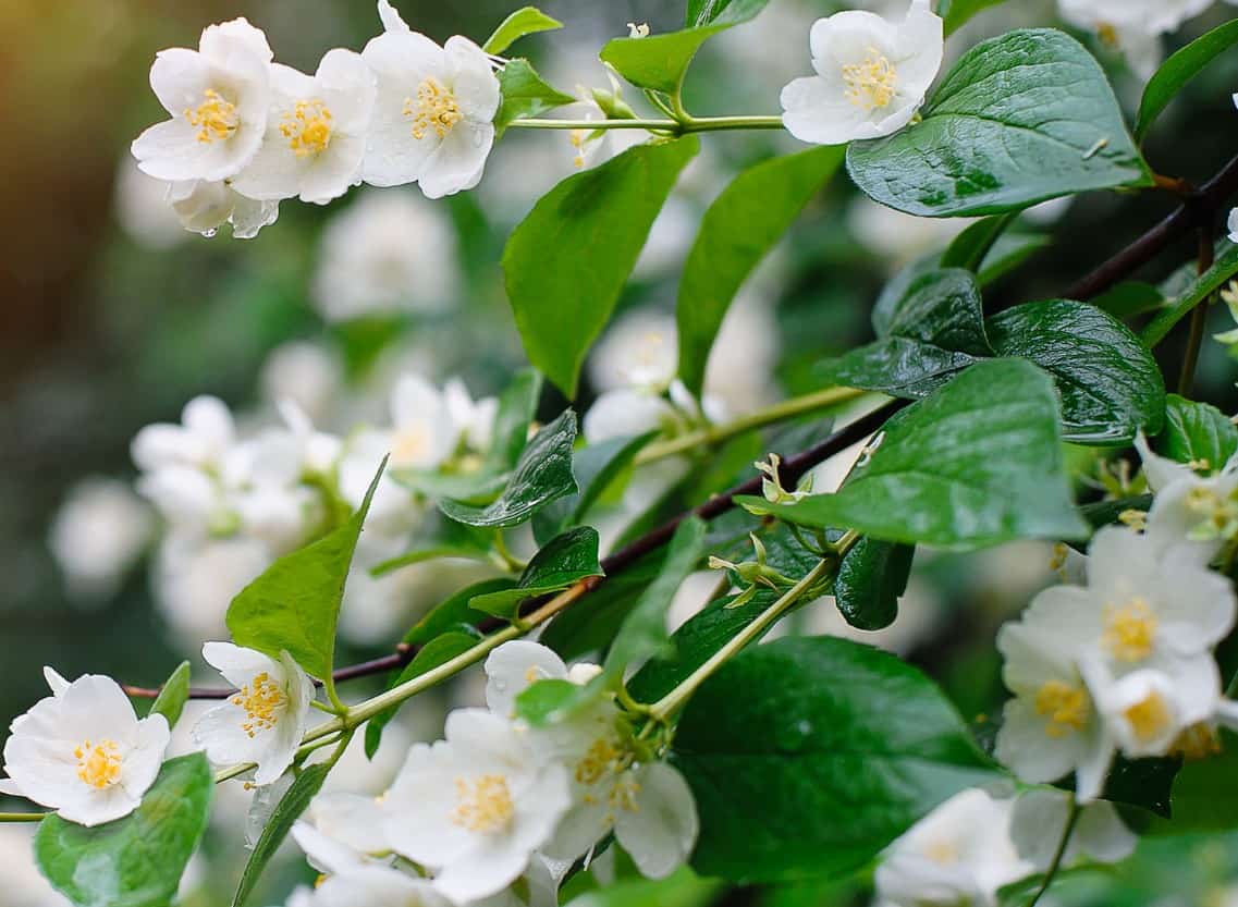 Asiatic jasmine is a pretty, low-growing evergreen.