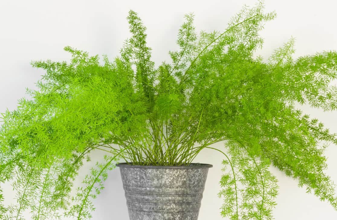 The asparagus fern is not actually a fern but does look like one.