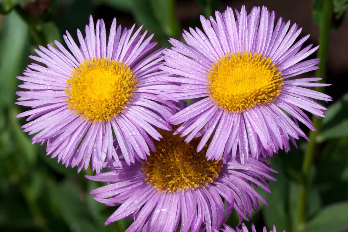 Asters are late bloomers with flowers lasting until October.