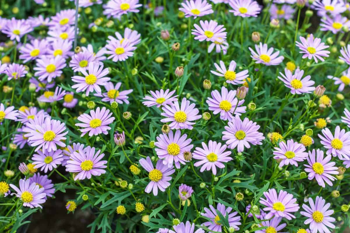 Migrating birds and butterflies love asters in the fall.