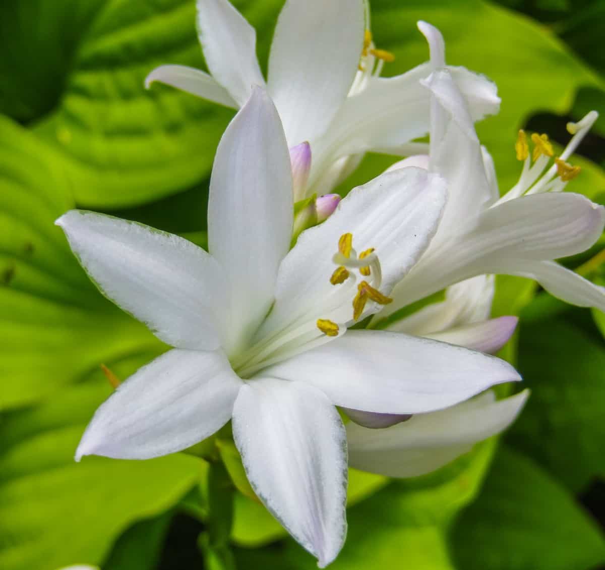 The August lily is a type of hosta or plantain lily.