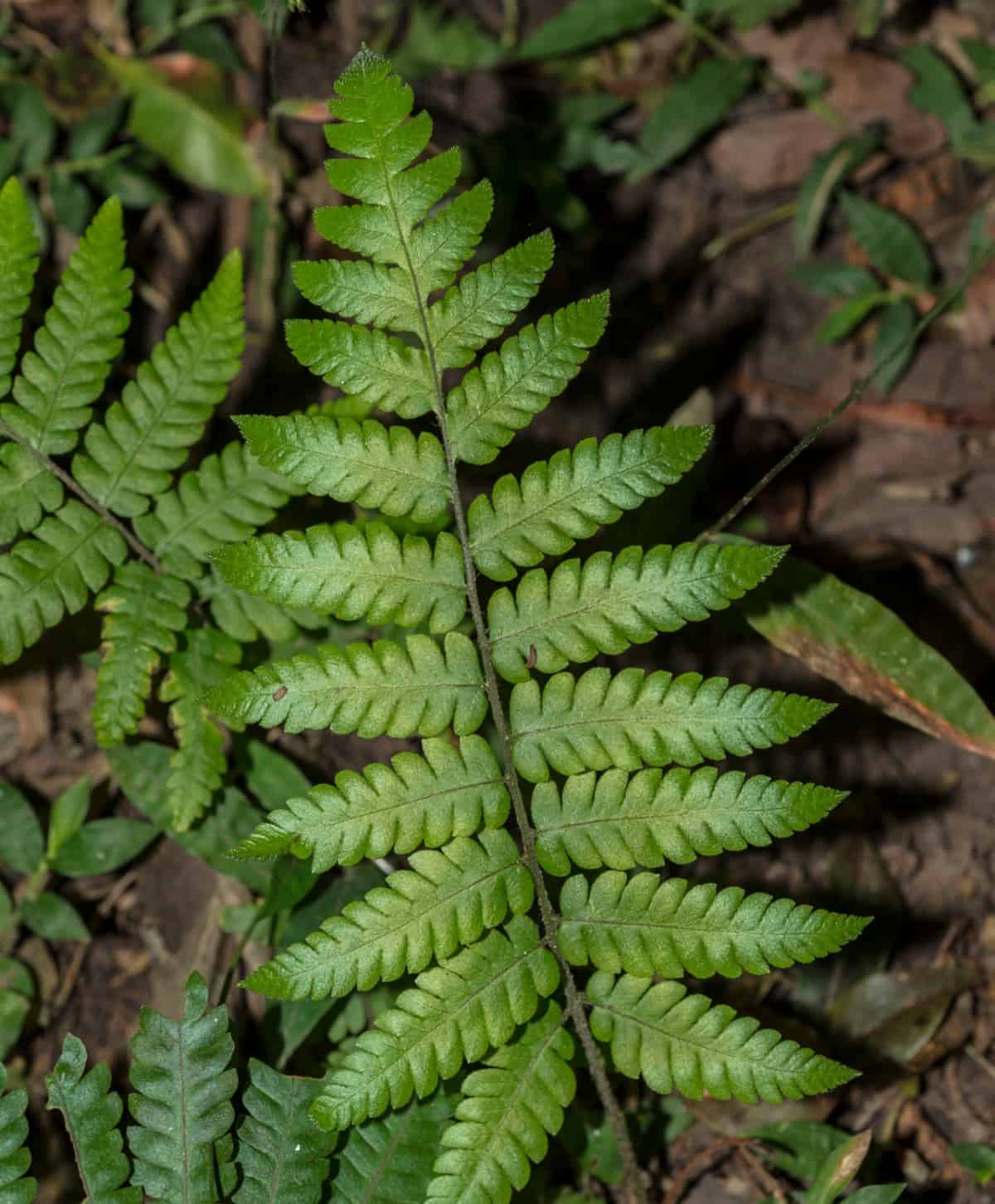 Autumn fern has colorful orange-pink leaves in early spring.