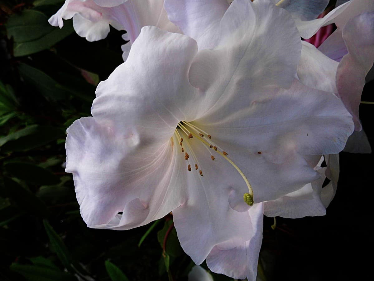 Autumn ivory encore azaleas make excellent cut flowers.