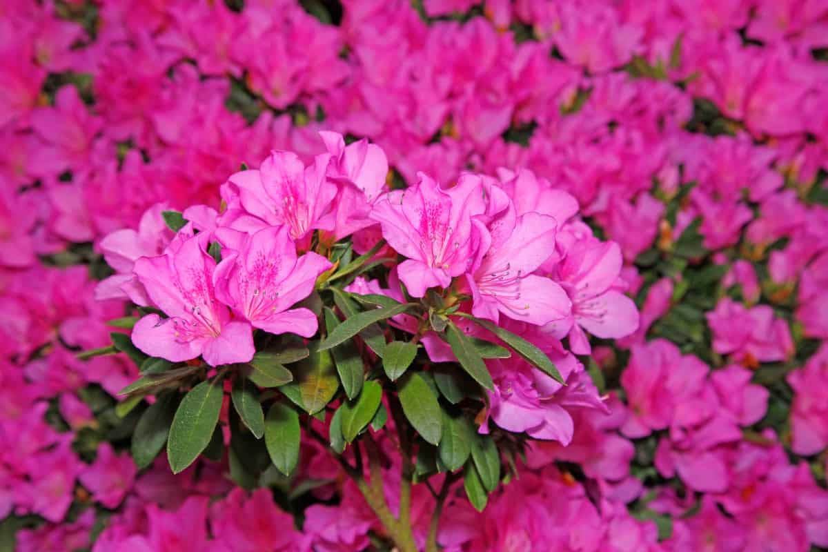 Autumn jewel encore azaleas are cold-hardy plants.