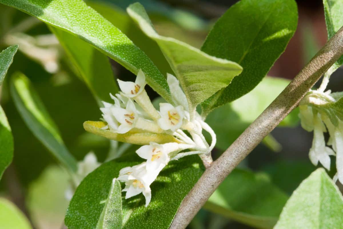 Autumn olive thrives in poor soil conditions.