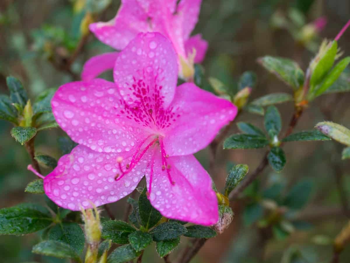 Autumn royalty encore azaleas have pink-purple booms.