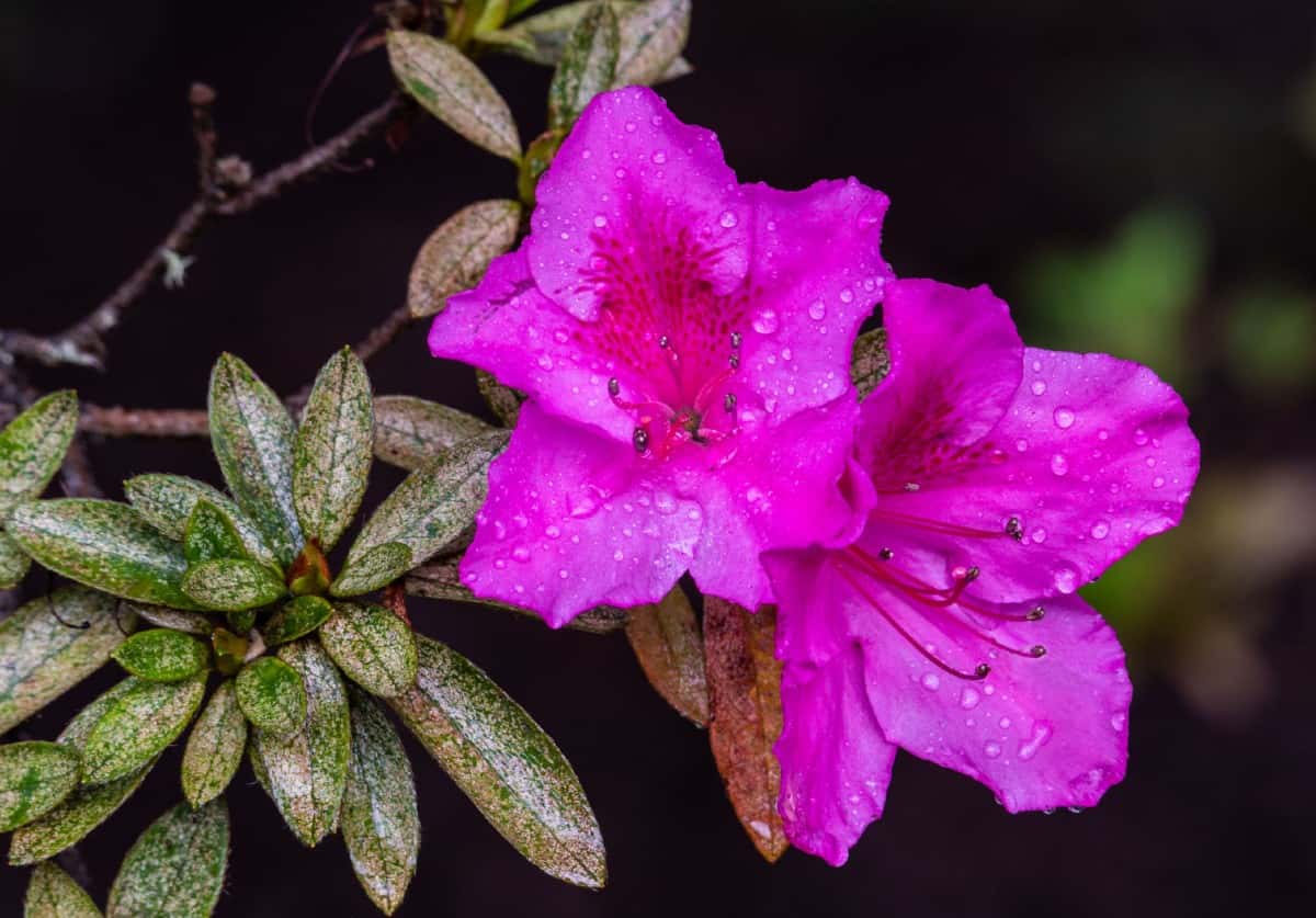 Most azaleas prefer at least partial shade conditions.