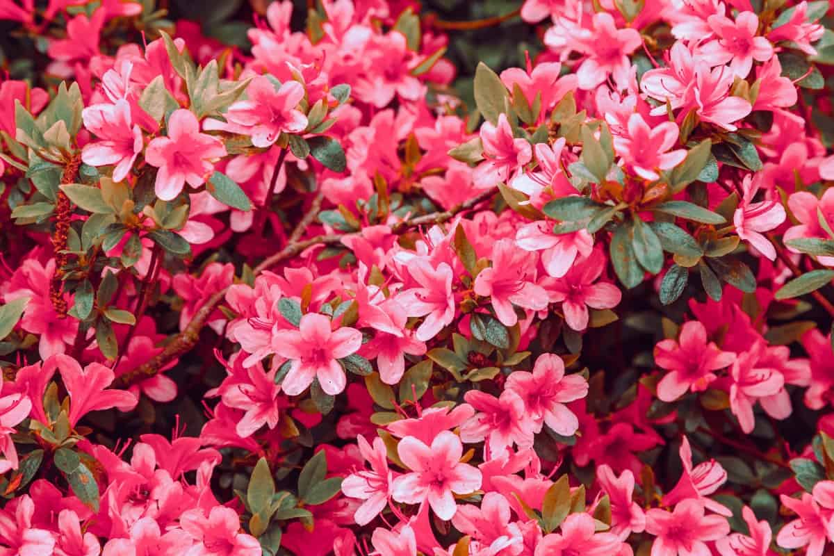 Azaleas are shrubs that prefer partial shade.