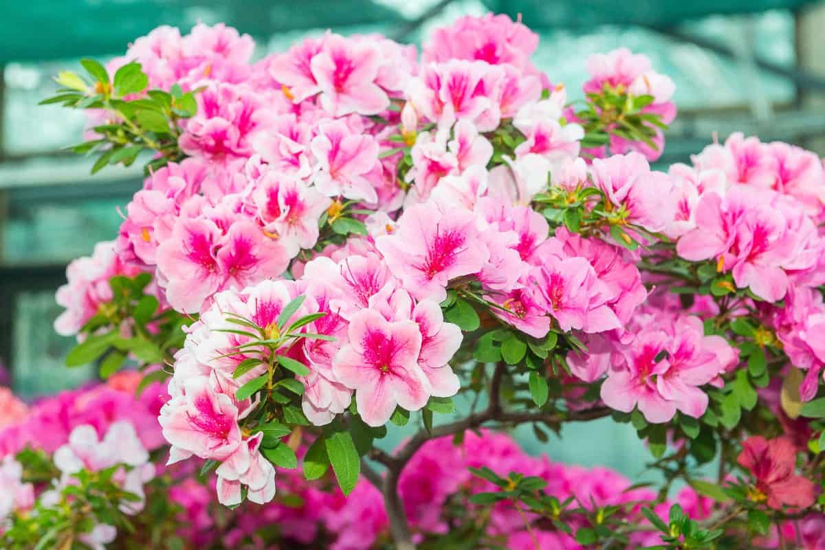 Azaleas have attractive flowers in a variety of colors.