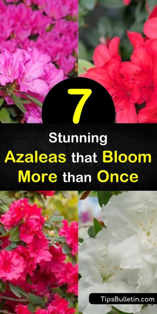 Discover how to fill your garden with azaleas that bloom more than once. Most azaleas bloom in the spring, but some varieties, such as encore azaleas have a bloom time that fills the yard with flowers in spring, summer, and fall. #rebloomingazaleas #azaleas #bloom #longblooming